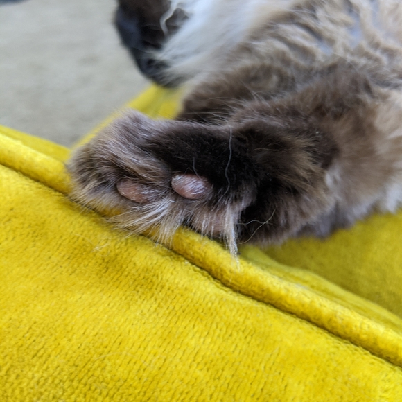 Meet your Posher, Cara - Picture 6 of 6